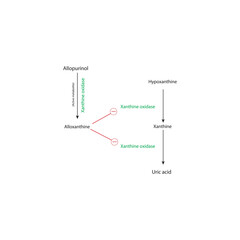 Inhibition of Uric Acid Synthesis by Allopurinol – Schematic Diagram of Hypoxanthine and Xanthine Metabolism Blocked by Allopurinol and Oxypurinol via Xanthine Oxidase Inhibition