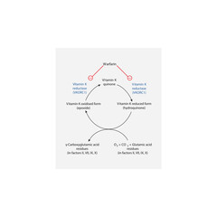 Mechanism of Vitamin K and Warfarin in Clotting Factor γ-Carboxylation – Role of VKORC1 in Vitamin K Cycle and Warfarin’s Inhibition of Coagulation Cascade