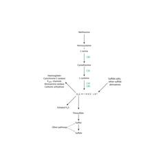 Endogenous Synthesis, Pharmacological Donors, and Sites of Action of Hydrogen Sulfide (H₂S) – Role of CBS and CSE in Sulfur Amino Acid Metabolism and Gasotransmitter Signaling