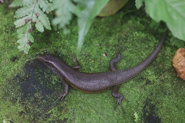 A lizard in nature, a brown little reptile