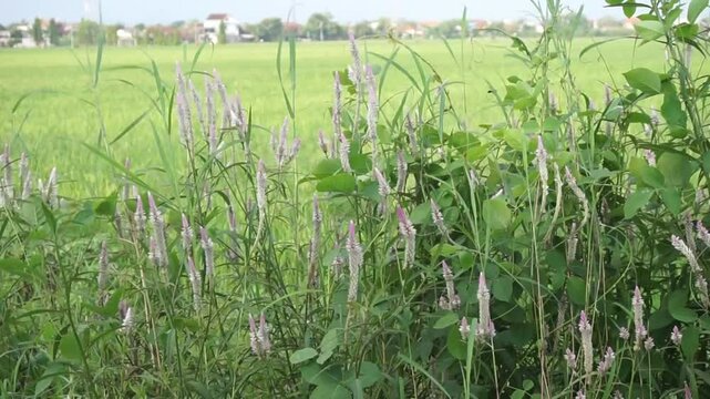 Bistort, a wild plant that is usually found in bushes and rice fields, this plant produces beautiful flowers that stretch out in the wind.