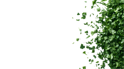 Close up of fresh cilantro bunch on a gray surface with black space for text or design elements isolated on transparent background