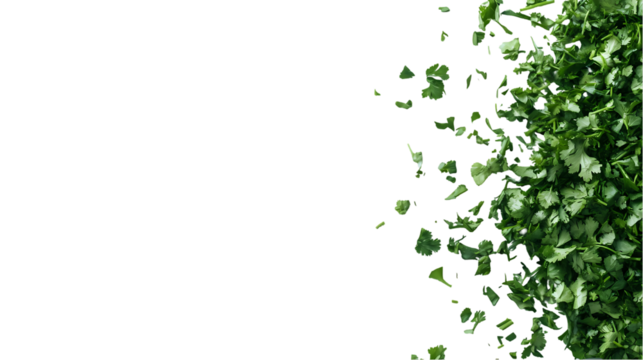 Close up of fresh cilantro bunch on a gray surface with black space for text or design elements isolated on transparent background