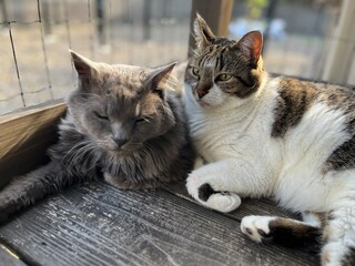 猫　ネコ　ペット　子猫