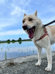 犬　イヌ　保護犬　犬の散歩