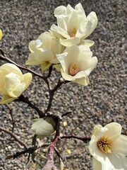 植物　花　木蓮　モクレン　