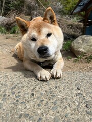 柴犬、犬、イヌ