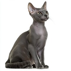 Elegant Sphynx Cat Sitting Gracefully on White Background with Its Distinctive Hairless Wrinkled Skin and Large Ears in a Calm and Poised Manner