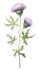 Obraz premium PNG Meadow flora flower illustration botanical.