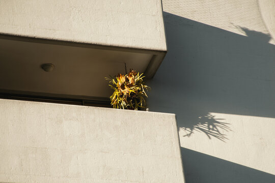 Balcony and plant 