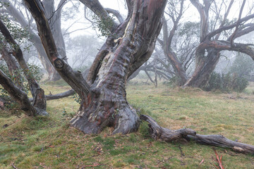 Hhigh country Snow gum after rain