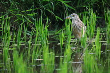 Heron in a rice field, wild bird nature close-up