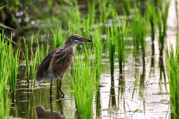 Heron in a rice field, wild bird nature close-up