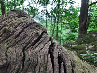 A twisted, gnarled tree stump covered in moss, surrounded by lush green forest. Captures the essence of decay and renewal in a rainforest ecosystem.
