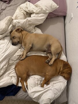 UGC Dogs sleeping