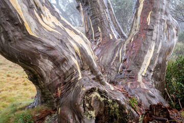 Hhigh country Snow gum after rain