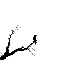 silhouette of a crow on  the bench of tree