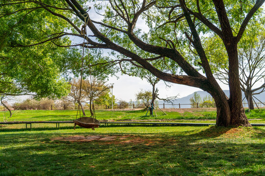 Empty swing under a tree in the park