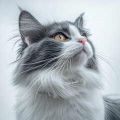 Close-up of a beautiful long-haired gray and white cat looking upwards with bright yellow eyes and soft fluffy fur isolated on a light background