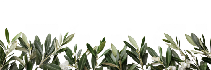 Olive branches with green leaves and a few small white flowers arranged in a horizontal line. Png, Transparent background.