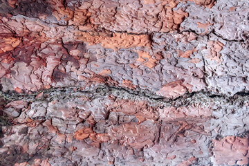 Brown pine tree bark texture background