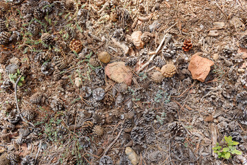 Pine forest floor texture background