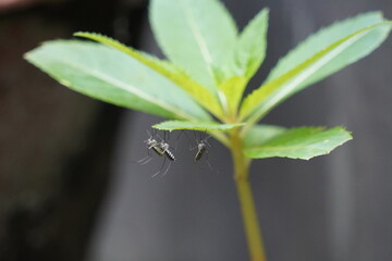 Close up mosquitoes on the green leaves