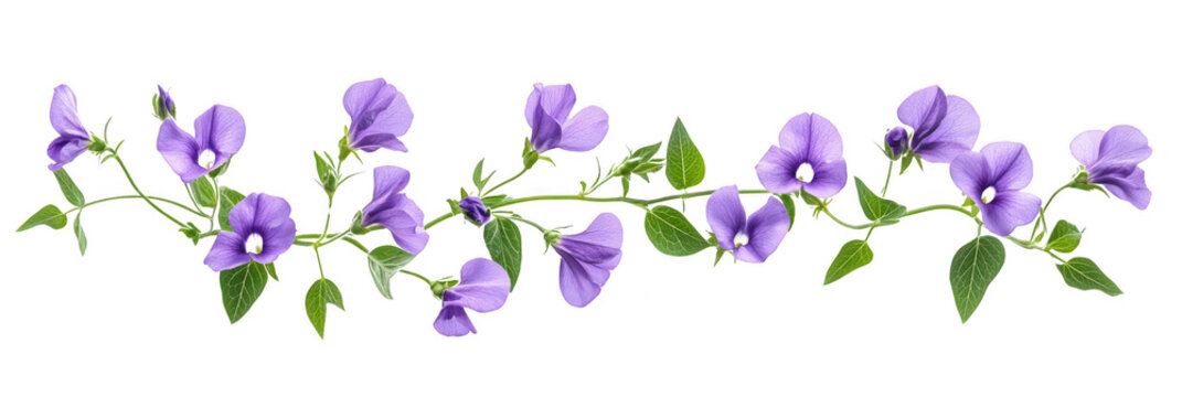 Delicate purple flowers with green leaves arranged on a winding vine. Png, Transparent background.