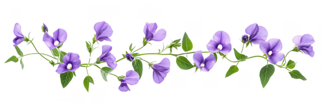 Delicate purple flowers with green leaves arranged on a winding vine. Png, Transparent background.