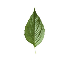 Fototapeta premium Single green leaf on white background with colorful stripes