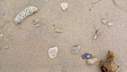 Coral fragments on the beach forming natural textures on soft sand.