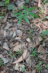 Young Green Plant with Star-Shaped Leaves Growing from Thin Stem in Natural Soil