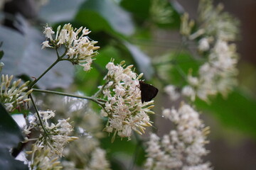 A Black Butterfly on a Blooming White Wildflower on Thin Stems with Green Leaf Background