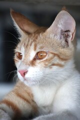 Portrait of an orange kitten under shade
