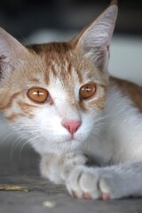 Portrait of an orange kitten under shade