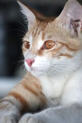 Portrait of an orange kitten under shade