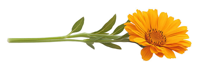 A single orange marigold flower with a long stem and green leaves. Png, Transparent background.
