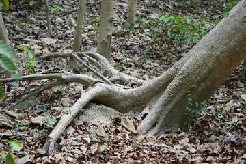 Leaning Tree Trunk and Intertwined Roots on Forest Floor with Dry Leaves