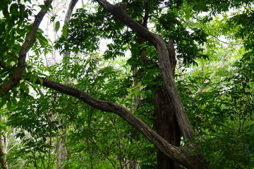 Twisted Tree Branch in Dense Forest with Sunlit Green Foliage