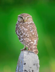 Little Owl 