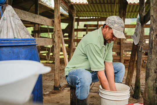 Farmer engaged in traditional milk storage process