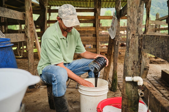 Farmer pouring molasses into bucket in barn for cows
