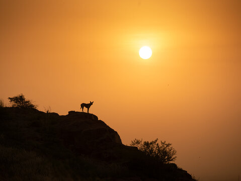 A silhouetted street dog watching the sun setting 