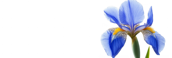 A vibrant blue iris flower with intricate veining and delicate petals. Png, Transparent background.