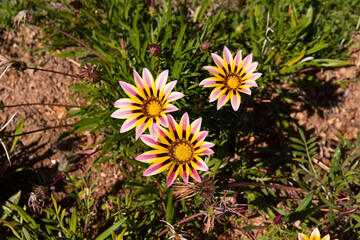 Beautiful gazania flowers growing on green grass.