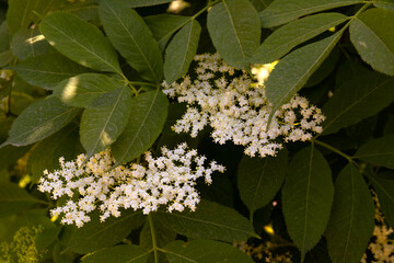Beautiful white flowers of black elderberry.