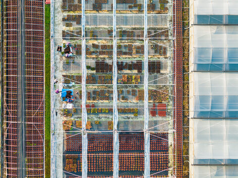 Aerial View of Colorful Greenhouse Plant Rows