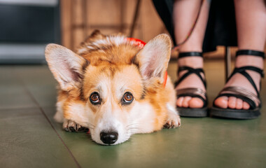 beautiful pembroke corgi dog lies on the floor bored wants to sleep and eat in a cafe next to the owner's legs