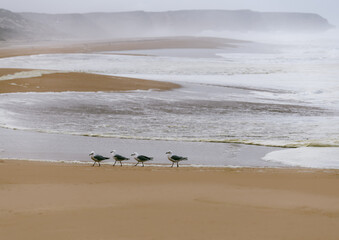 Four seagulls walking in a line on the beach