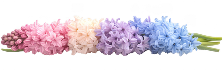 A row of hyacinth flowers displaying a gradient of pink, peach, lavender, and blue hues. Png, Transparent background.